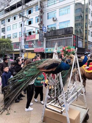 異獸街頭走穴，壽寧文旅新體驗(yàn)